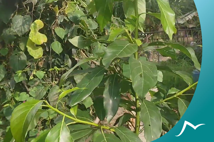 A Journey to the Heart of Nepali Hog Plum: The Lapsi Fruit Nepali Hog Plum