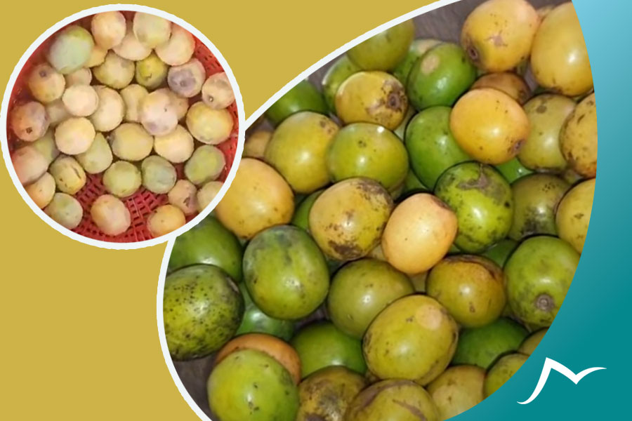 A Journey to the Heart of Nepali Hog Plum: The Lapsi Fruit A Journey to the Heart of Nepali Hog Plum: The Lapsi Fruit